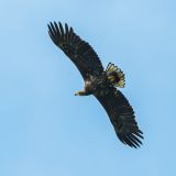 Spacer Ornitologiczny - Wiosenne Migracje